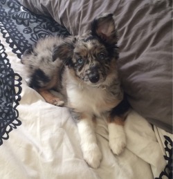 awwww-cute:  This is our ten week old wiggle butt, Citra, taking a break from trying to heard the kitties 