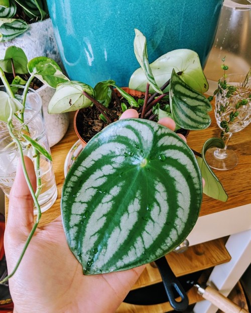 Small 2D watermelon!
