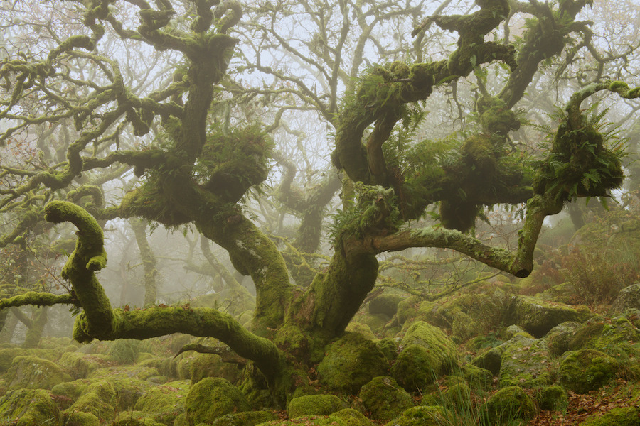woodendreams:  (by duncan george)