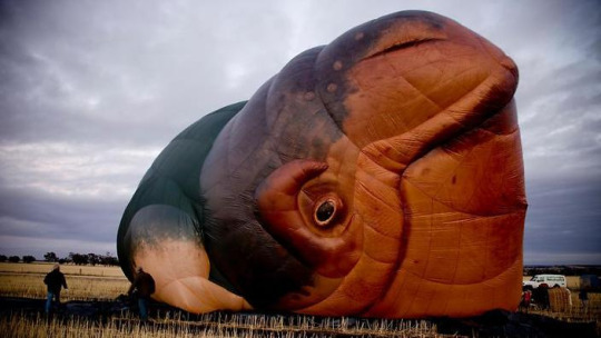friendlytroll:  alrnalexia:  alrnalexia:  update: apparently canberra’s skywhale