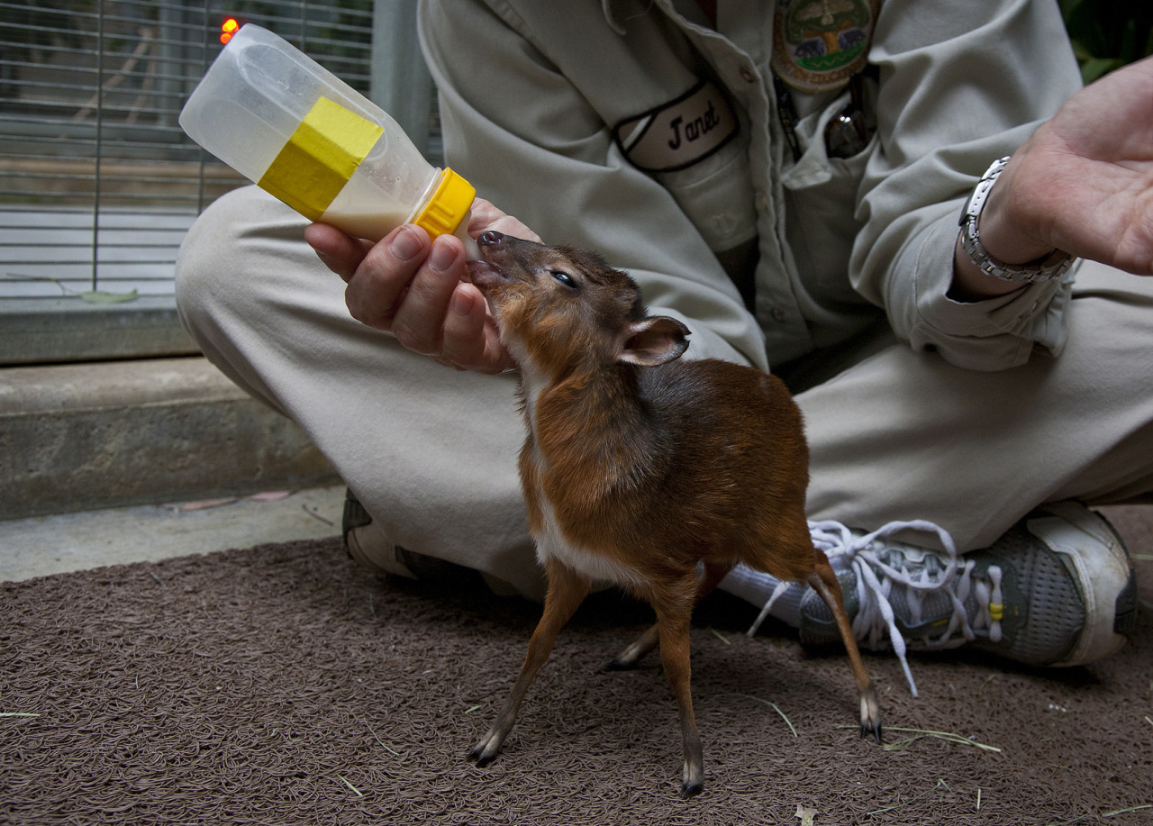 sdzoo:  Throwing it back to February 2011 when we hand raised a royal antelope (the