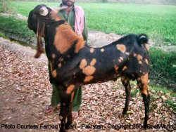 babygoatsandfriends:  weirdunicorn:  The Kamori goat, a giant breed of goat most often found in Pakistan.  Holy crap theyre big 