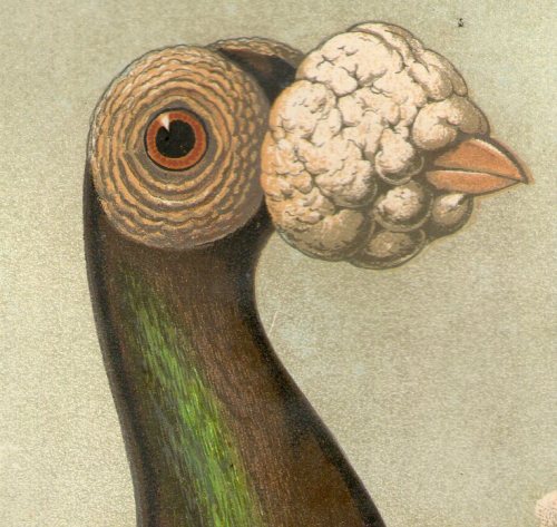 Chromolithographic illustrations from Fulton&rsquo;s Pigeons printed c1880