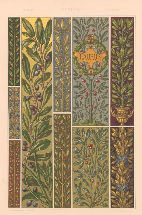 Anton Seder, Laurus or Laurel from The plant in Arts and Crafts, Die Pflanze in Kunst und Gewerbe, 1