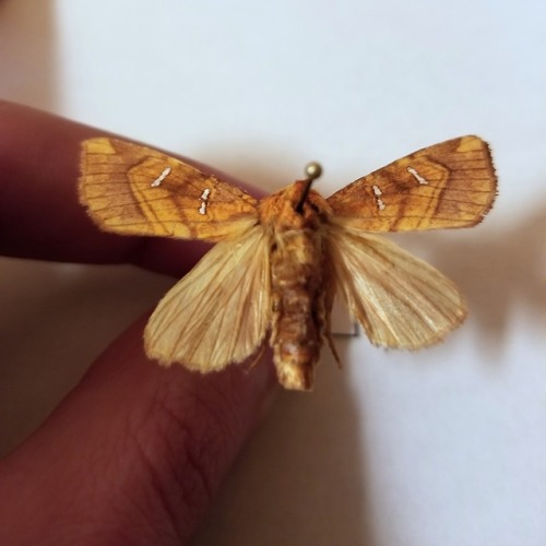 the9mm:Do all my Tumblr followers know I collect gross bugs? Cuz I do and I feel like they should kn