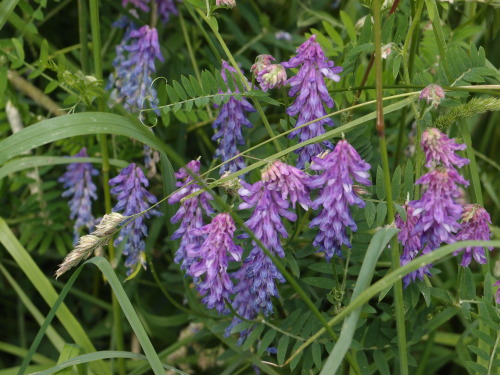 Vicia cracca — cow vetch a.k.a. tufted vetch