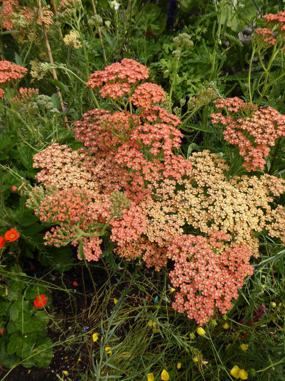 Achillea ‘Salmon Beauty’ yarrow