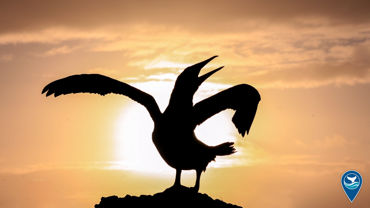 A booby (Genus: Sula) at sunrise in Papahānaumokuākea.