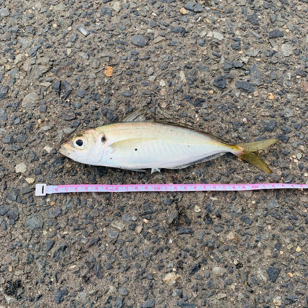 日々思うこと 先週より小さい 鯵釣り 鯵 サビキ サビキ釣り 新潟西港 日々思うこと 先週より小さい 鯵釣り 鯵 サビキ サビキ釣り 新潟西港