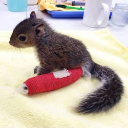 violentbaudelaire:  Baby squirrel fell out of a tree; was rescued