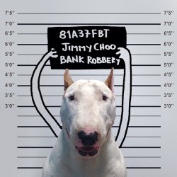 asylum-art:  Dog Owner Creates Fun Illustrations With His Bull Terrier byRafael Mantesso  Just like Javier Perez, Victor Nunes and Dudi Ben Simon, Brazilian illustrator Rafael Mantesso creates simple but brilliant illustrations that make use of real-life