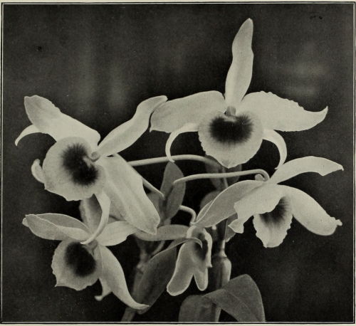 nemfrog:  Dendrobium Findlayanum. Orchids