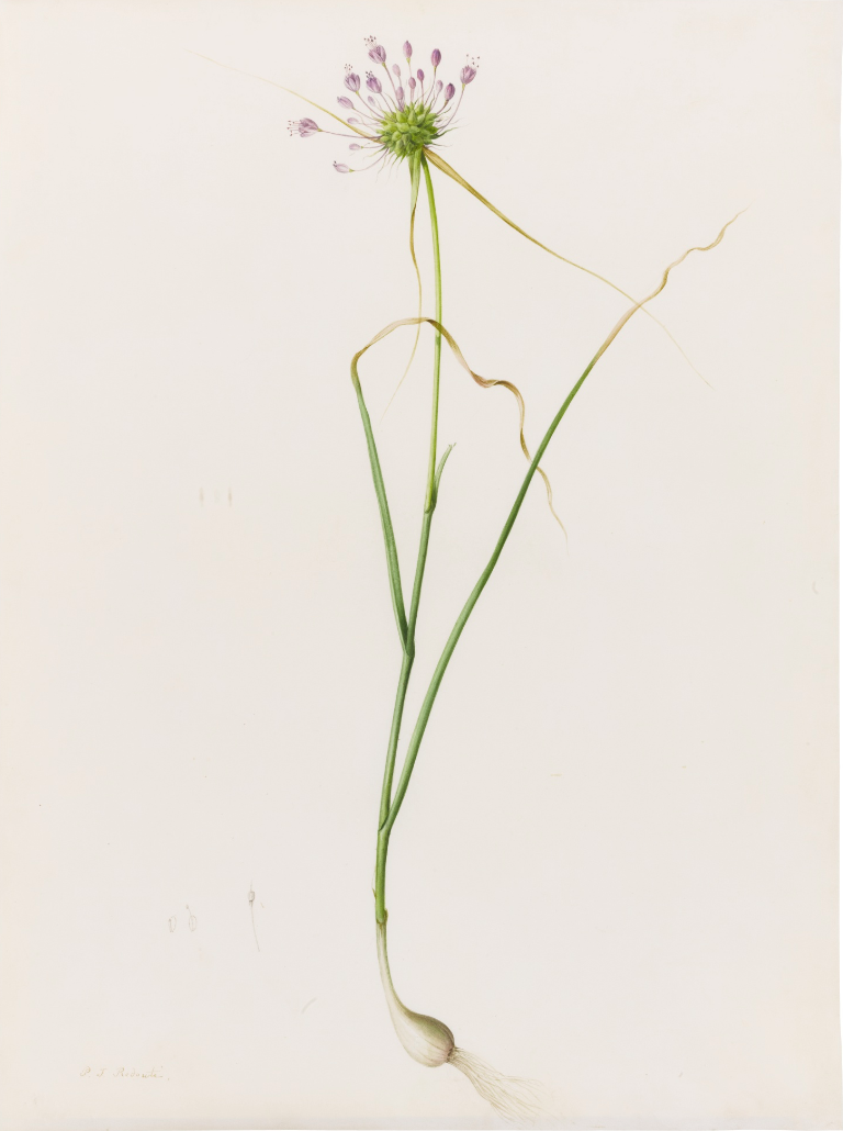 robert-hadley: Pierre-Joseph Redouté AIL EN CARENE ( ALLIUM CARINATUM Source: Sotheby’s.com