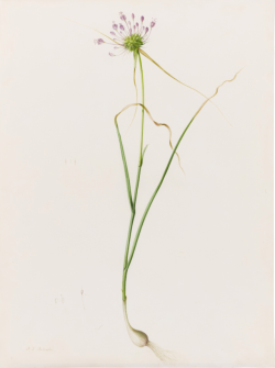 Robert-Hadley: Pierre-Joseph Redouté Ail En Carene ( Allium Carinatum Source: Sotheby’s.com