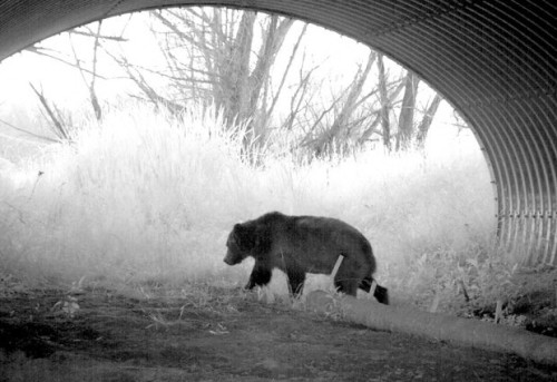 6thsensical:  emrakijo: Wildlife crossing underneath US Highway 93 in Montana “I’ve often thought ab