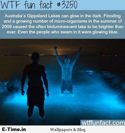 wtf fun facts on Tumblr