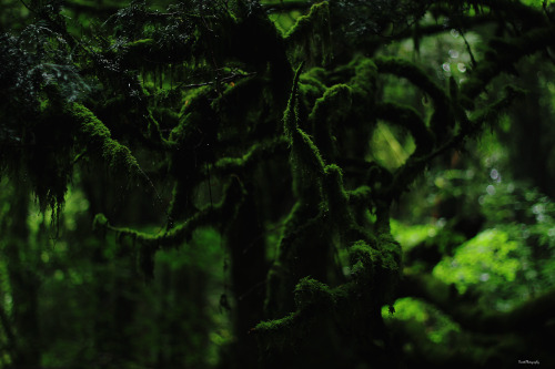 garettphotography:Puzzlewood Forest | GarettPhotography