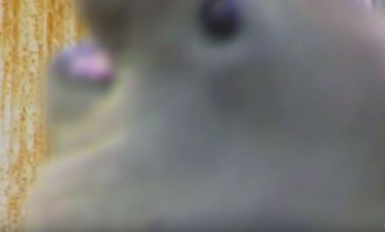 lewdrobots: lewdrobots:  jadenvargen: i like elephant seals IN THEORY cos they look so goofy but every time i watch any documentary about them all they do is fuck and fight extremely graphically and disgustingly to the death so i’m deeply afraid of