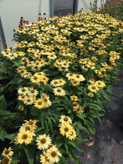 Such inspiration!! A perennial grower&rsquo;s open house at the end of summer is a pretty amazing p