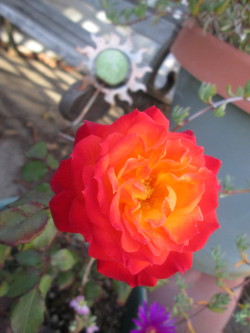 theweakshit:  This rose looked particularly