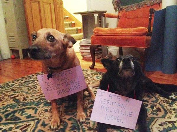 pr1nceshawn:  &ldquo;Bad Dogs&quot;  - Owners using signs to shame their