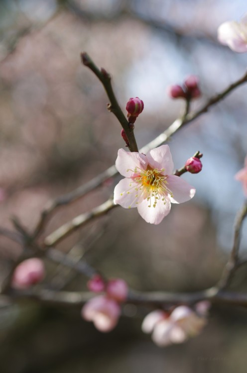 梅（うめ）　「扇流し（おうぎながし）」Ume blossoms / Japanese apricot