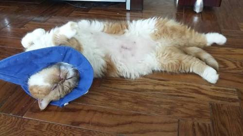 Garfield has no shame and also a cone. The boy had surgery a couple of days ago to remove 100 tiny s