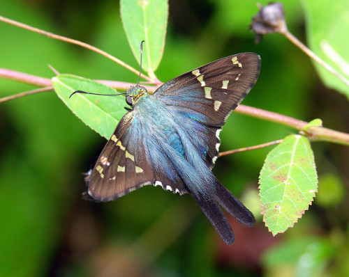 libutron:The Long-tailed Skipper (Urbanus proteus)Urbanus proteus (Hesperiidae - Pyrginae) is a very