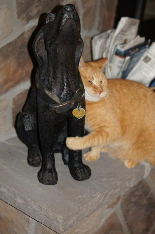awwww-cute:  My dog passed recently and we have a statue with her collar around it in memory. This is my cat’s reaction when he found it 