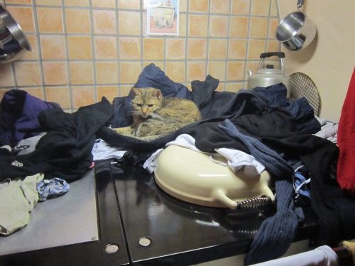 my cat deedee enjoying the clean, warm laundry :) (submitted by rosieshappyplace)