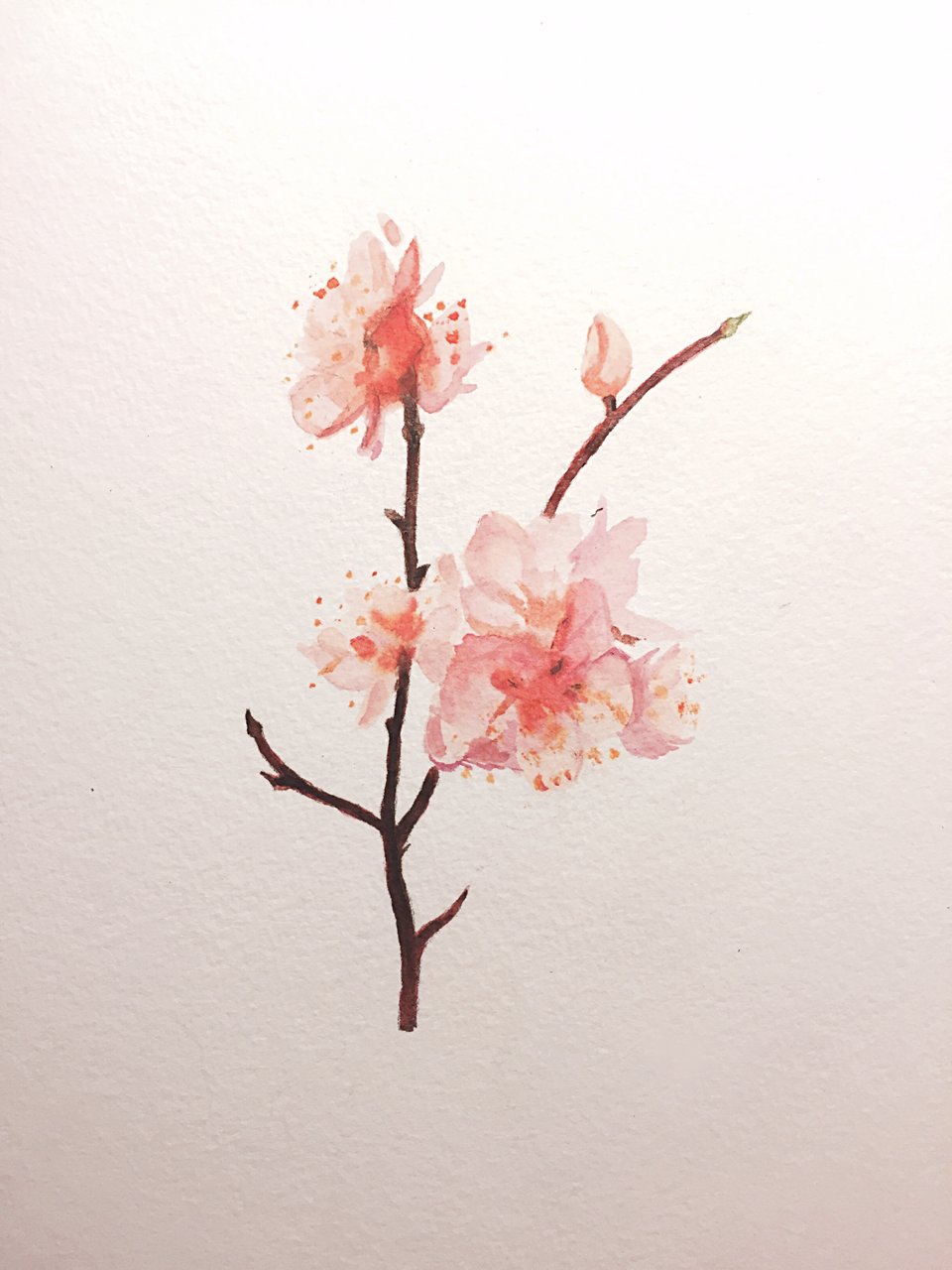 hidoromachi:  Basic florals