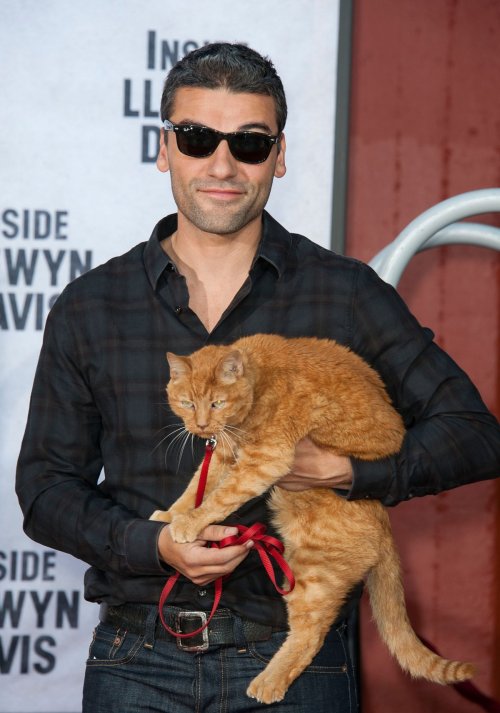 pinthetailonthehonky: guys oscar isaac brought the cat from inside llewyn davis to the red carpet i 