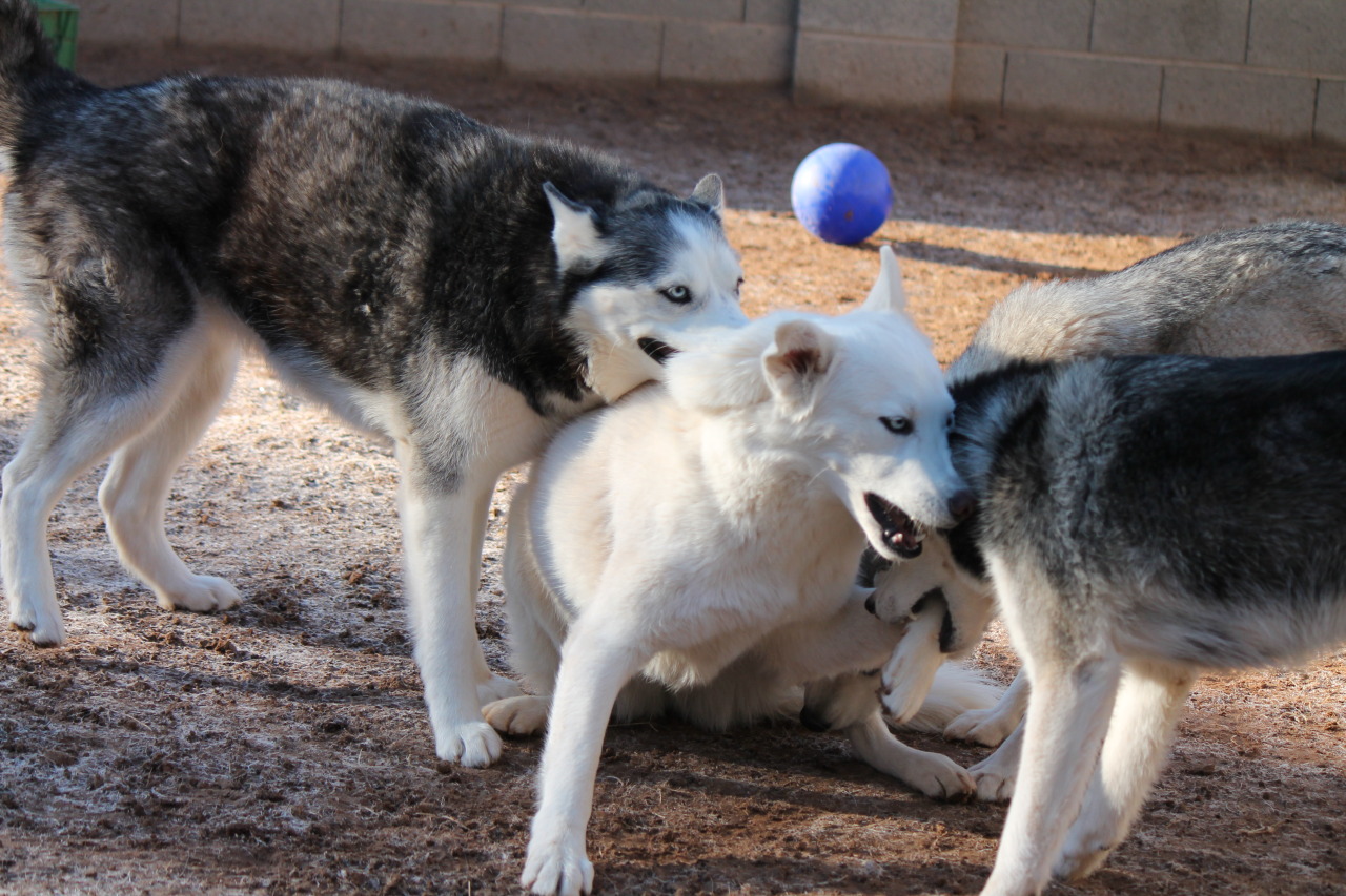 6woofs:  Time to get Loki!
