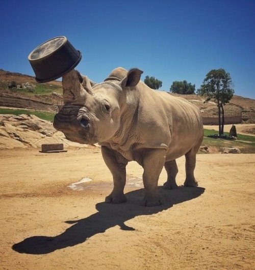 Tank puppies are so charismatic. ❤️Photos by Keeper Matt