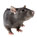 residentism - césar ! ! 🐭