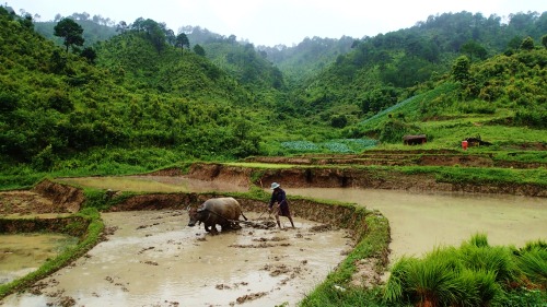 coleopterist: Myanmar #3 Photos taken by Connor Butler - Somewhere inbetween Kalaw and Inle Lake, M