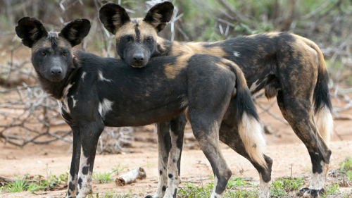 trilllizard666: ainawgsd:  ainawgsd: African Wild Dogs May was a really tough month to choose, so many cool animals! But African Wild Dogs are probably my favorite animal, so they won out!  i remember these fuckers from every time they tried to rip my