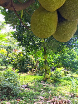 highvibin:  Jackfruit in Hana