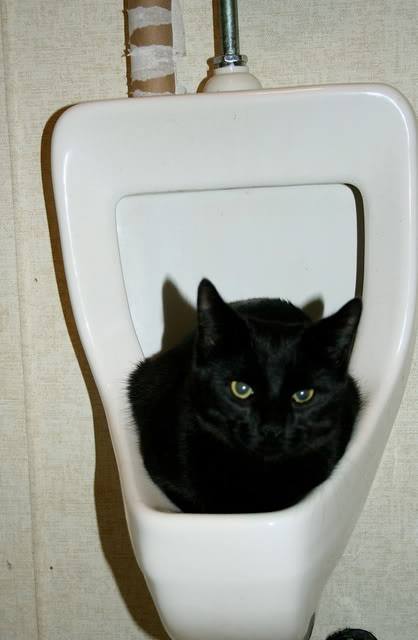 He insisted on sleeping in it. It had to be blocked off. Jules;Flatmates cat c.2008 (submitted by wi