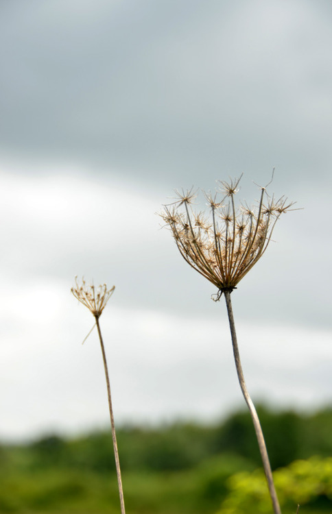 Fernhill Wetlands is a gem of a spot for bird watching, and nature watching in general. From our hou