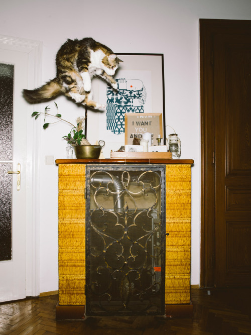 thingstolovefor: “Jumping Cats” by Photographer Daniel Gebhart de Koekkoek Vienna-based photographer Daniel Gebhart de Koekkoek documents the aerobatic prowess of Elli, Flitzie, Nevio and Fiffy. #Love it! 