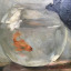 heartofgold-fish