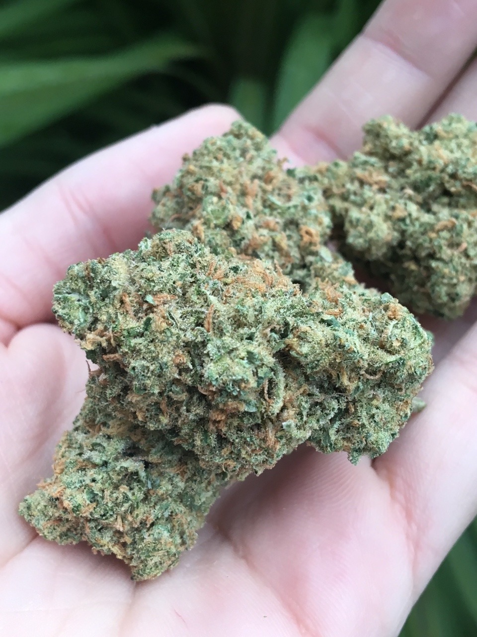 the-royal-oiler:  Sequoia Berry by Capital Cannabis.  