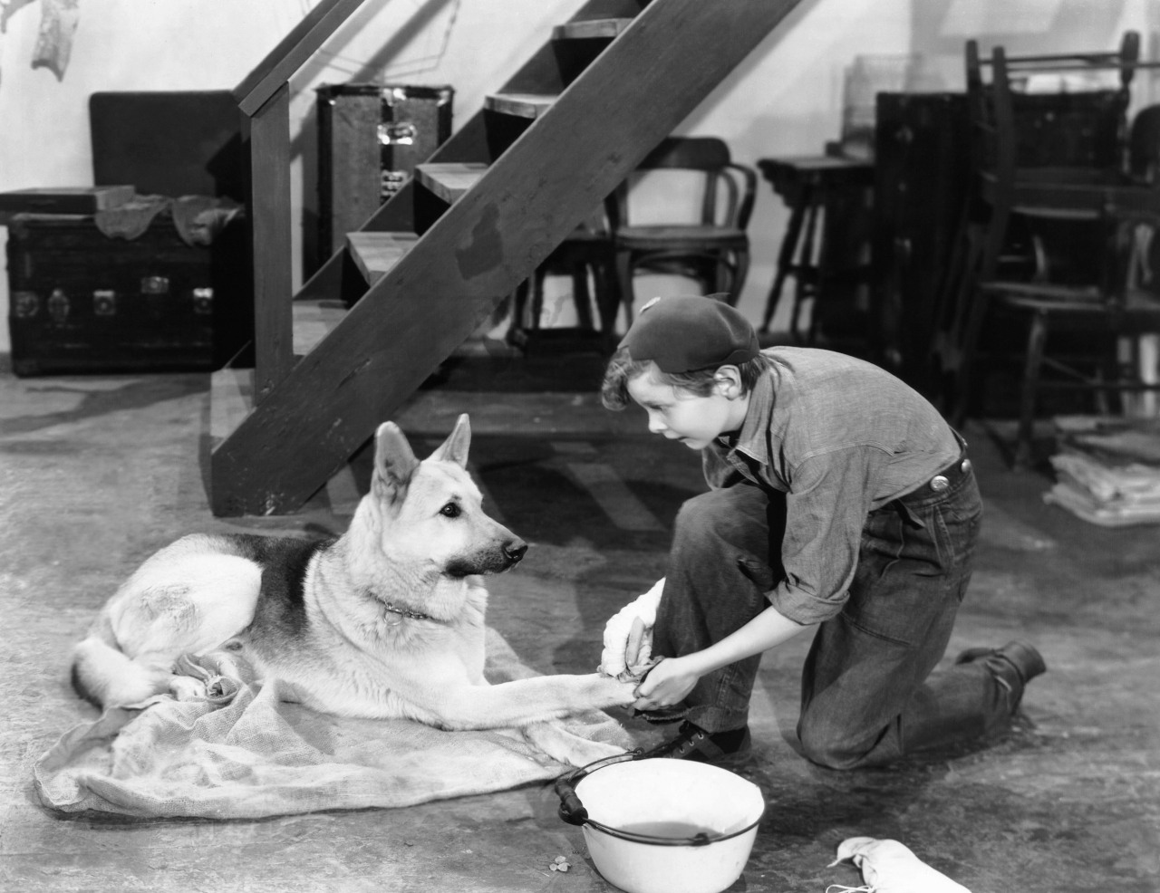 Turner Classic Movies — A History of Hollywood Dog Stars by Susan King