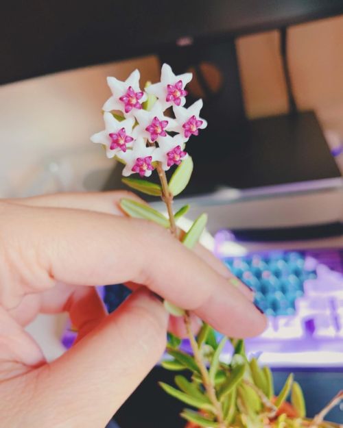 SHE BLOOMED!! my 1st Hoya plant bloom!! I’m so happy right now . . . . . #hoya #hoyaplant #hoyaplant