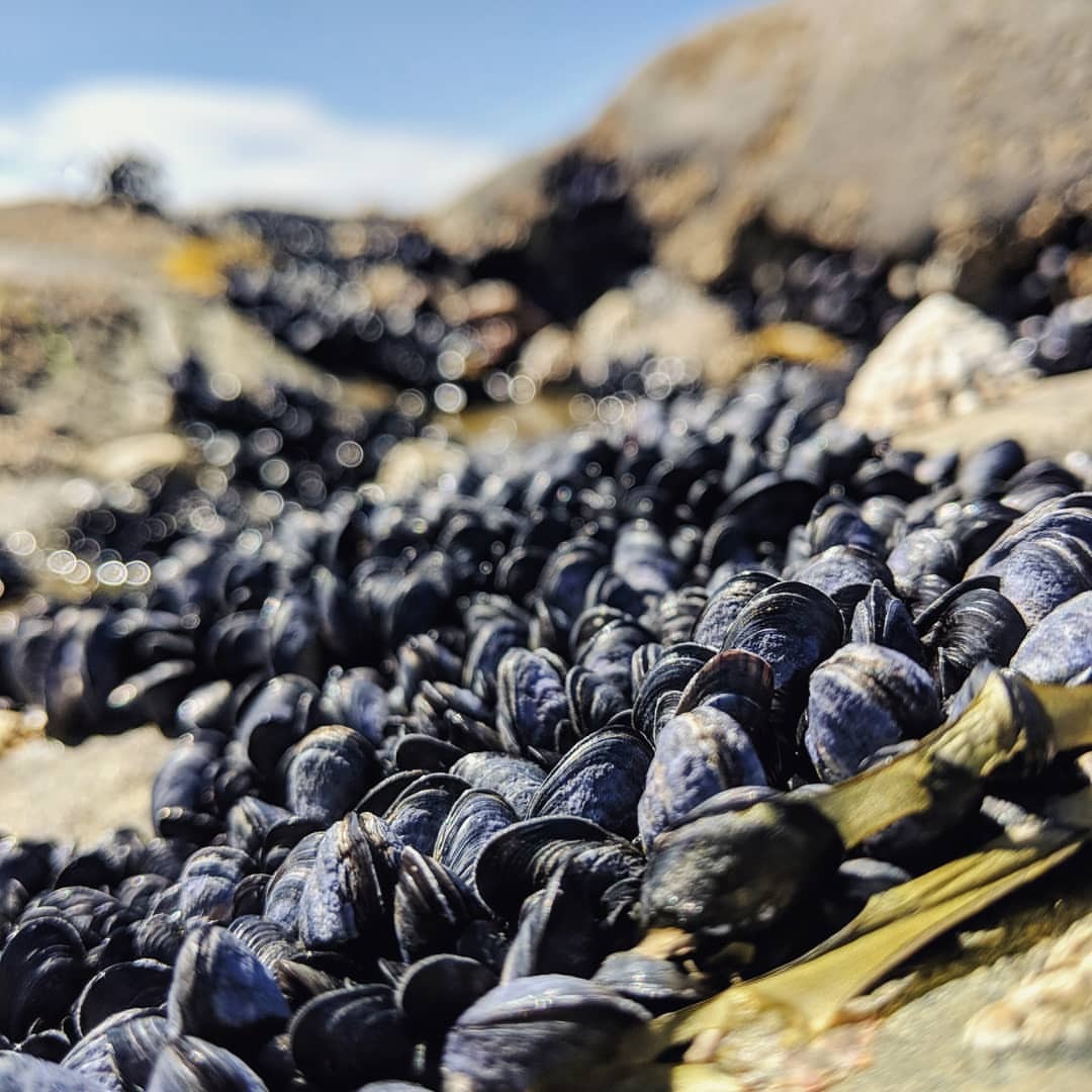 Found some cool tide pools on our drive south!
#travel #ireland #irelandcoast #tidepools #wildatlanticway #tourist #wandering #getoutside #getoutstayout #optoutside #adventure #explore (at Spanish Point)