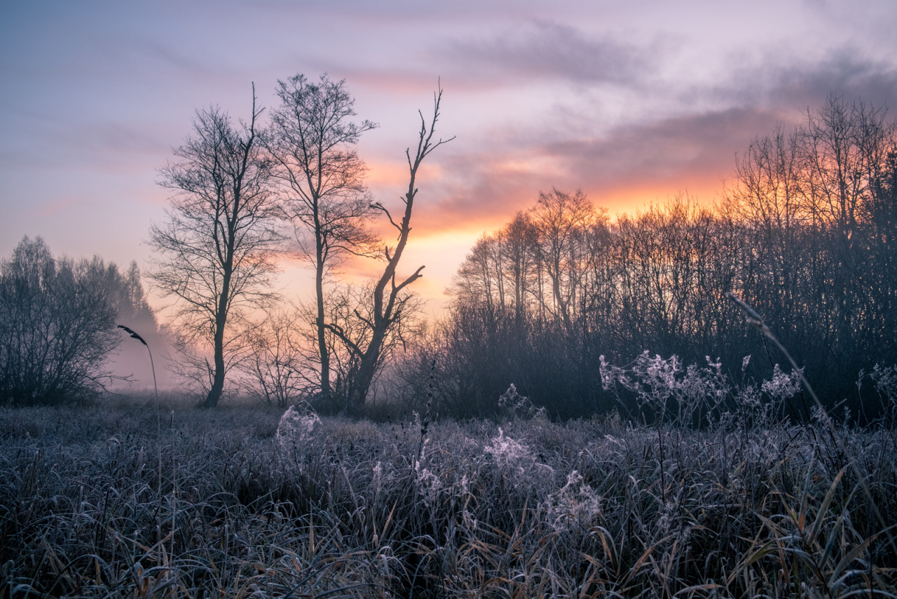 cmorga:
“Frosty morning, Mazovia
Mroźny poranek, Mazowsze
”