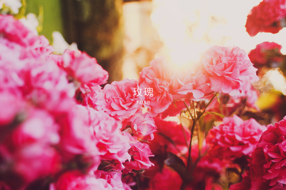 allaboutchinese:   玫瑰 rose