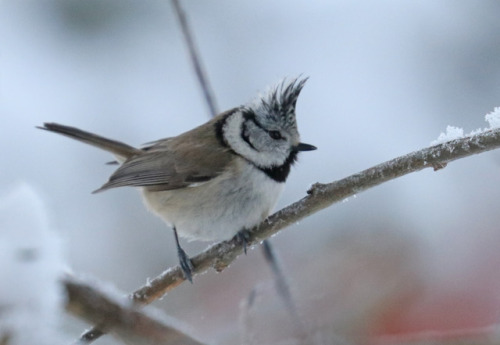 European crested tit/tofsmes (Lophophanes cristatus).