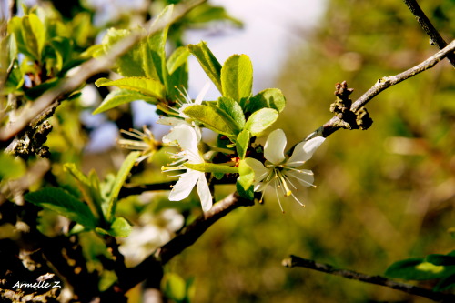 fleurs